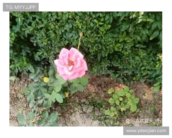 安城安娜：绽放于都市丛林的东方玫瑰